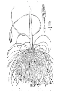 Xanthorrhoea pumilio