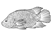 Ягуарова цихліда (parachromis managuensis)
