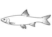 Ялець звичайний (leuciscus leuciscus)