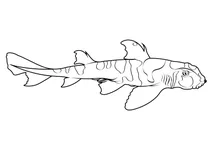 Японська бичача акула (heterodontus japonicus)