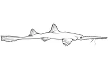 Японська пилкаакула (pristiophorus japonicus)