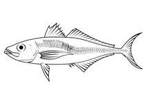 Японська ставрида (trachurus japonicus)