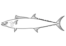 Японський іспанський макрель (scomberomorus niphonius)
