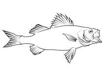 Японський морський окунь (lateolabrax japonicus)