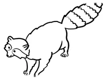 Єнот