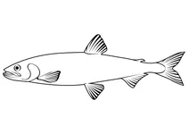 Європейська мойва (osmerus eperlanus)
