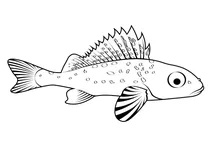 Йорж звичайний (gymnocephalus cernua)