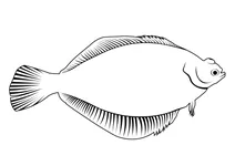 Йоржуватка (limanda limanda)