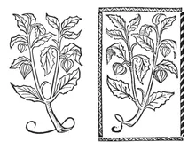 Юден кірзен, 1497-1500