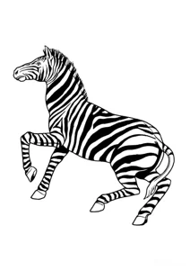 Зебра