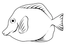 Зебрасома жовта (zebrasoma flavescens)