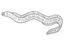 Зеброва мурена (gymnomuraena zebra)