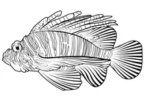 Зеброва скорпена (dendrochirus zebra)