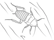 Зебровий тарган”eurycotis decipiens