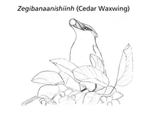 Zegibanaanishiinh (кедровий восковик)