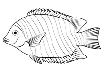 Зелена цихліда (etroplus suratensis)