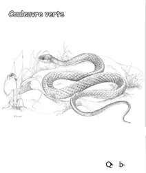 Зелена змія