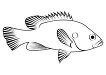 Зелений сонячник (lepomis cyanellus)