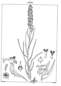 Zeuxine bracteata