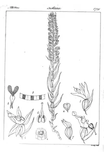 Zeuxine robusta