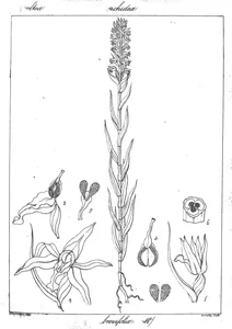 Zeuxine strateumatica