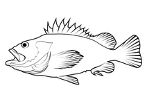 Жовтоокий кам’яний окунь (sebastes ruberrimus)