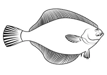 Жовтоперий камбала (limanda aspera)