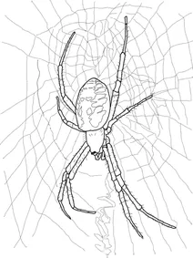 Жовтий садовий павук (argiope aurantia)