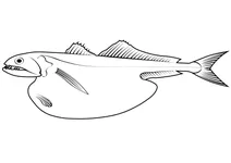 Живоглот чорний (chiasmodon niger)