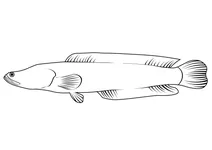 Змієголов північний (channa argus)