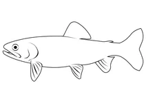 Золота форель (oncorhynchus aguabonita)