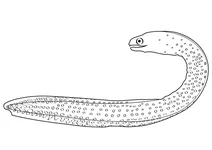 Золотохвоста мурена (gymnothorax miliaris)