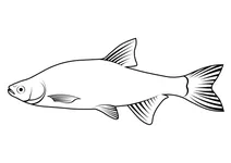 Золотиста шайнерка (notemigonus crysoleucas)