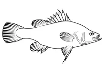 Золотистий окунь (macquaria ambigua)