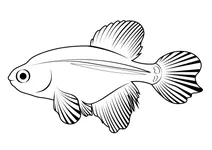 Золотистий скіффія (austrolebias adloffi)