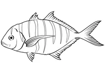 Золотистий треваллі (gnathanodon speciosus)
