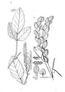 Zornia diphylla та uraria cylindracea