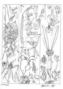 Zoseterostyles walkerae та acriopsis indica та appendicula hafseltii
