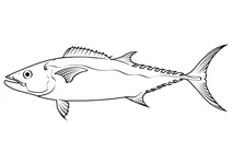 Зубастий тунець (gymnosarda unicolor)