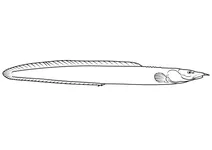 Зигзагоподібний вугор (mastacembelus armatus)