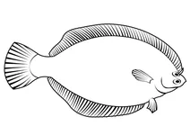 Зимова камбала (pseudopleuronectes americanus)